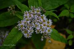 Aster albescens